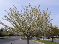 flowers09a (89)